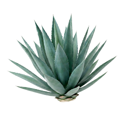 Agave - Cantaritos de tequila preparados al momento en El Corazón Tequilero